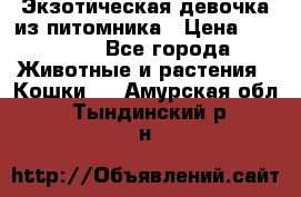 Экзотическая девочка из питомника › Цена ­ 25 000 - Все города Животные и растения » Кошки   . Амурская обл.,Тындинский р-н